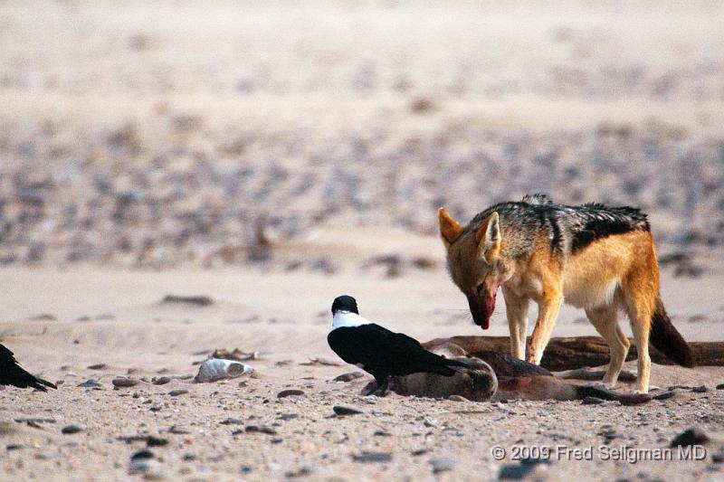 20090605_155228 D300 (1) X1.jpg - Various stages of the Jackal feeding on the seal